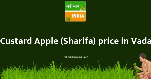 Custard Apple (Sharifa) price